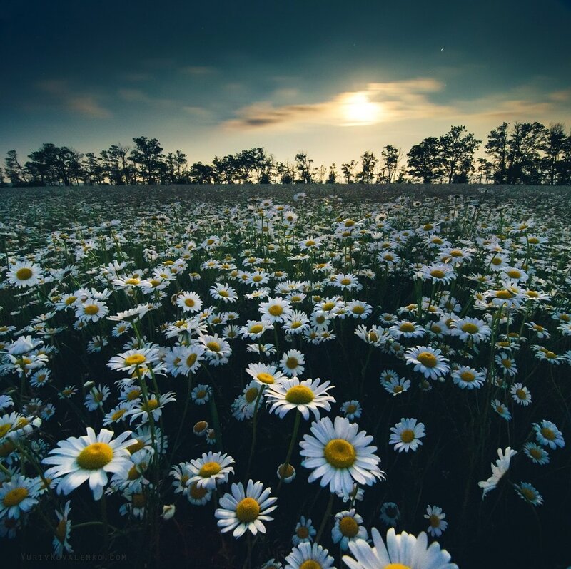 Daisy Field at Sunset — White, Serene