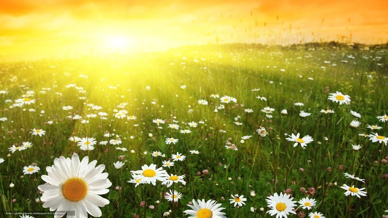 Daisy Field at Sunset — Yellow, Serene, Photograph