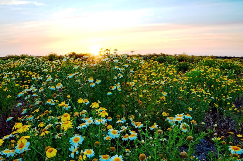 Daisy Field at Sunset — Yellow, Serene