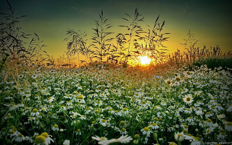 Daisy Field at Sunset — Yellow