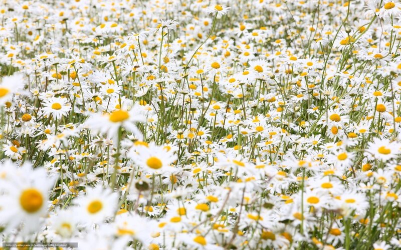 Daisy field in bloom