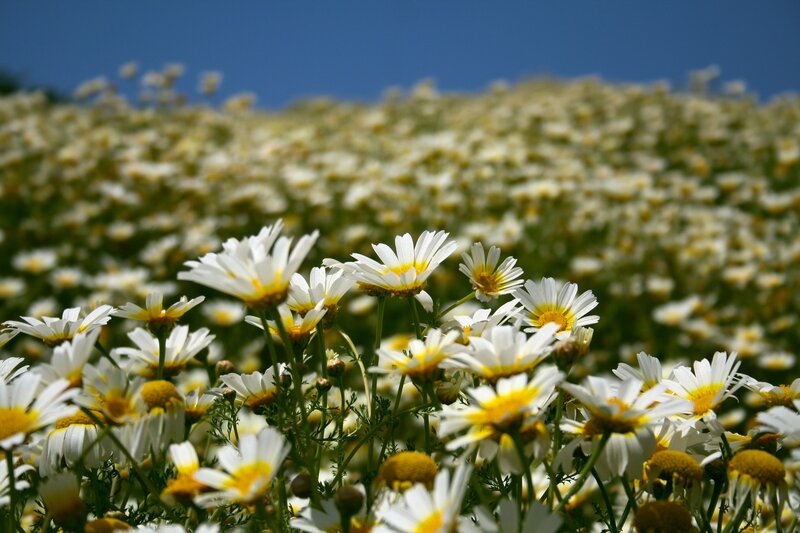 Daisy Field in Bloom — White, Serene, Afternoon, Photograph, Flowers, Sky