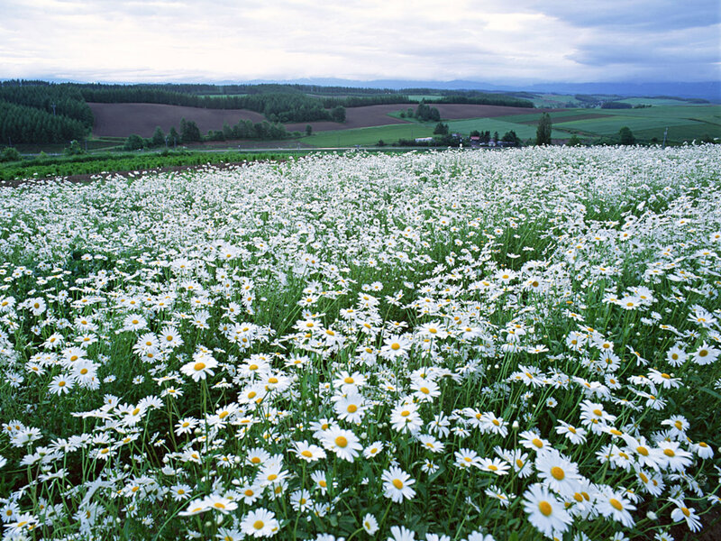 Daisy Field in Bloom — White, Serene, Afternoon