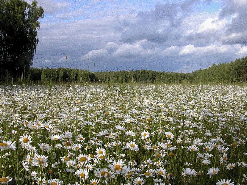Daisy Field in Bloom — White, Serene