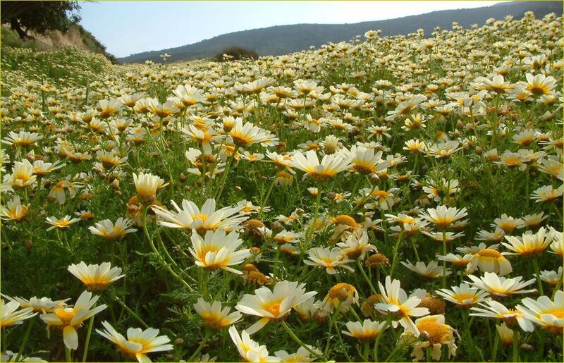 Daisy Field in Bloom — White