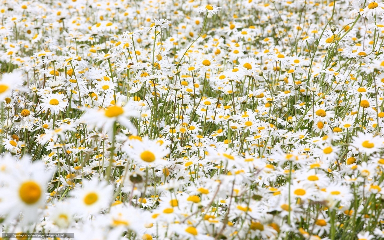 Daisy field in bloom