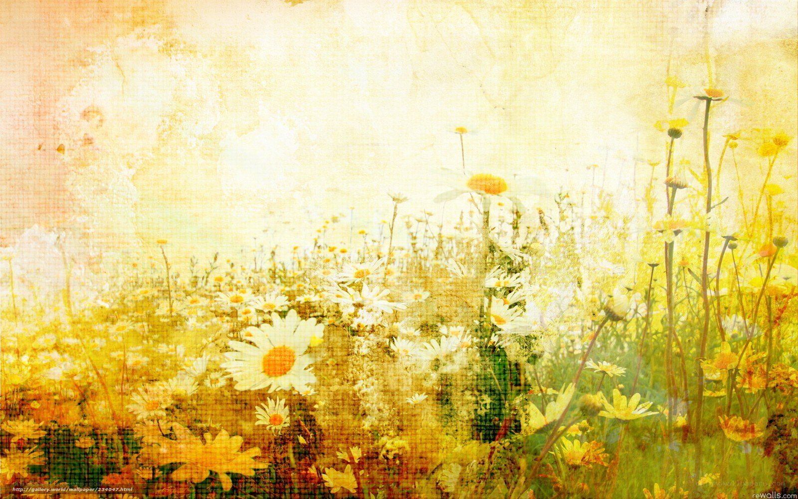 daisy field in golden light