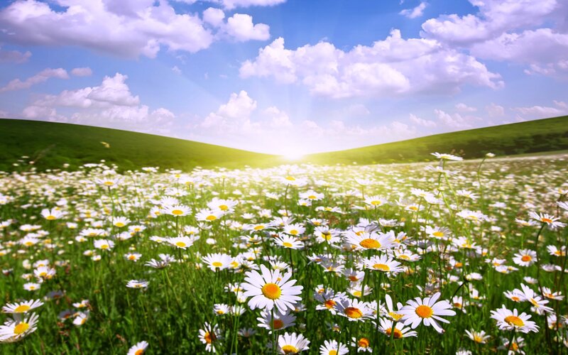 Daisy Field in Meadow — Green