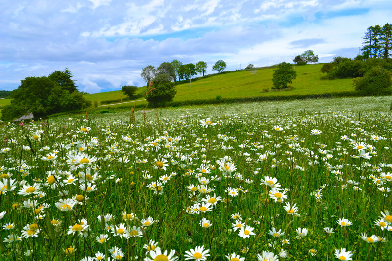 Daisy Field in Meadow