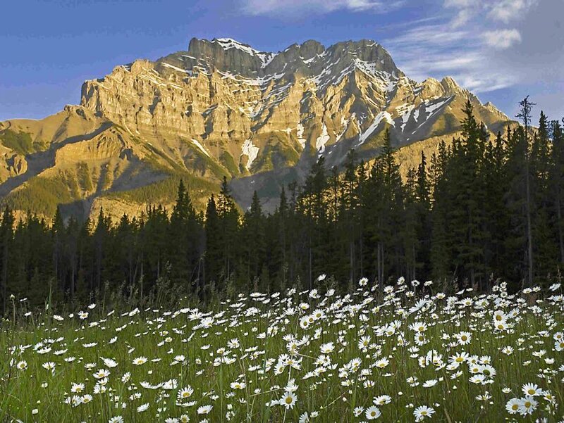 Daisy Field in Mountains