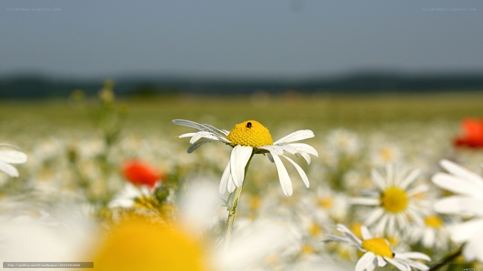 Daisy field in summer