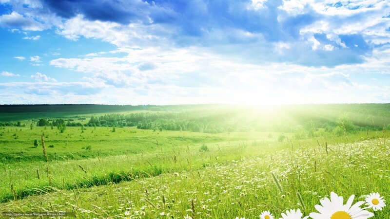 Daisy Field in Sunlight — Green, Serene, Afternoon, Photograph, Flowers