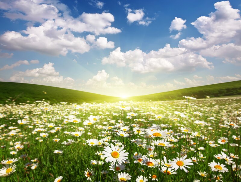 Daisy Field in Sunlight — Green, Serene, Afternoon
