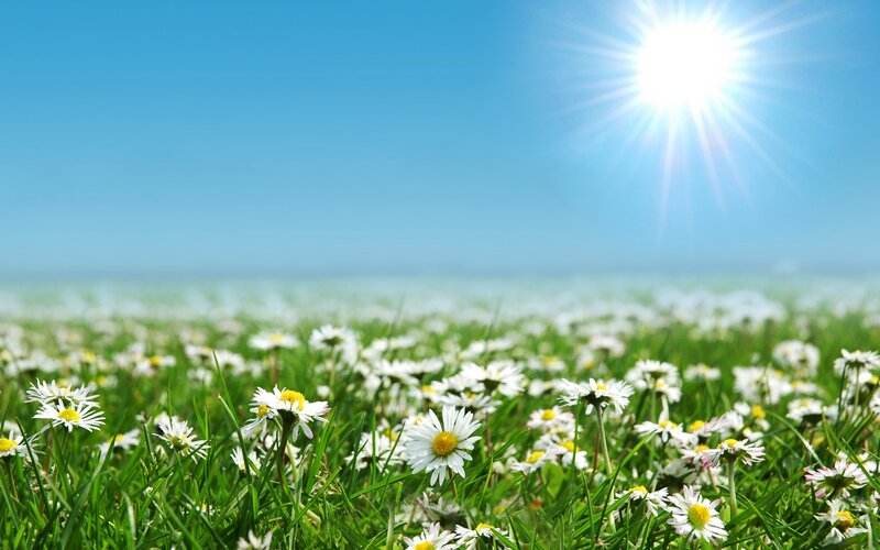 Daisy Field in Sunlight — Green, Serene