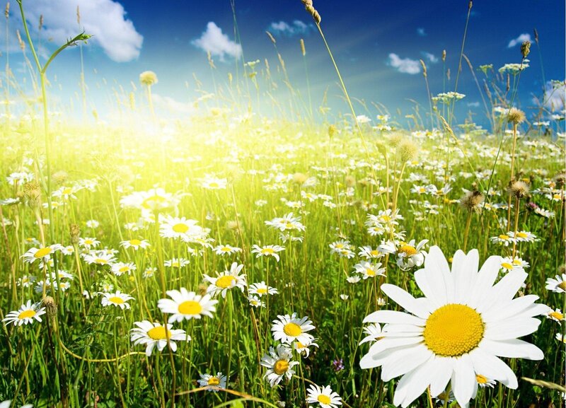 Daisy Field in Sunlight — White, Serene, Afternoon, Photograph, Flowers, Grass, Sky