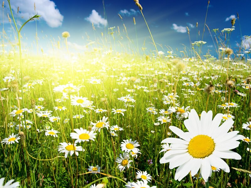 Daisy Field in Sunlight — White, Serene, Afternoon, Photograph, Flowers, Grass