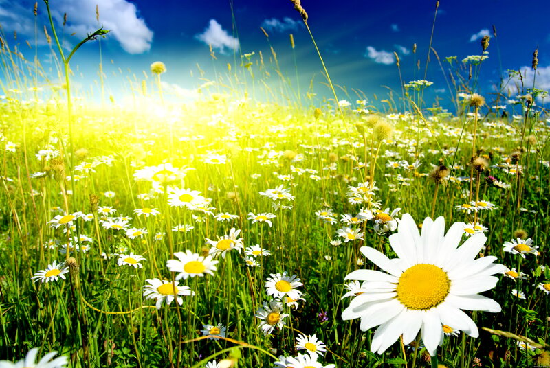 Daisy Field in Sunlight — White, Serene, Afternoon
