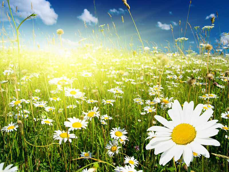 Daisy Field in Sunlight — White, Serene