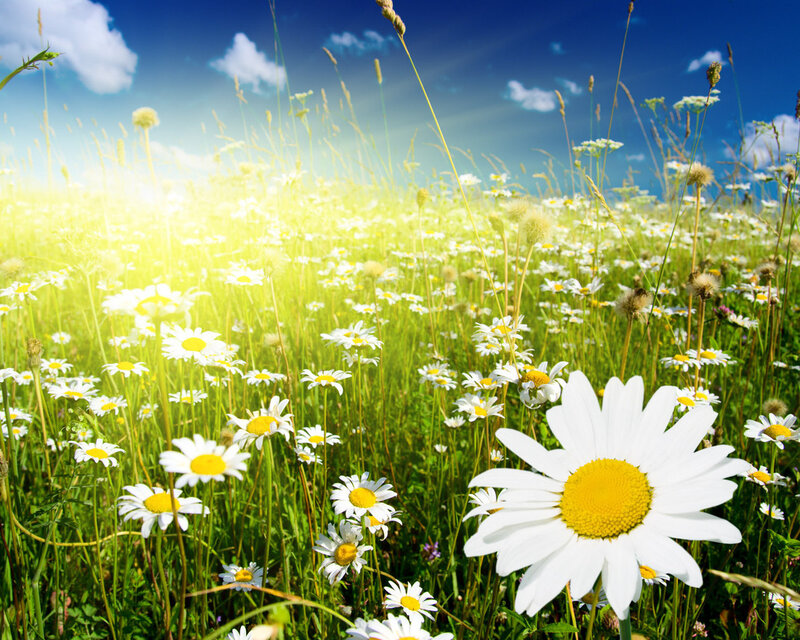 Daisy Field in Sunlight — White