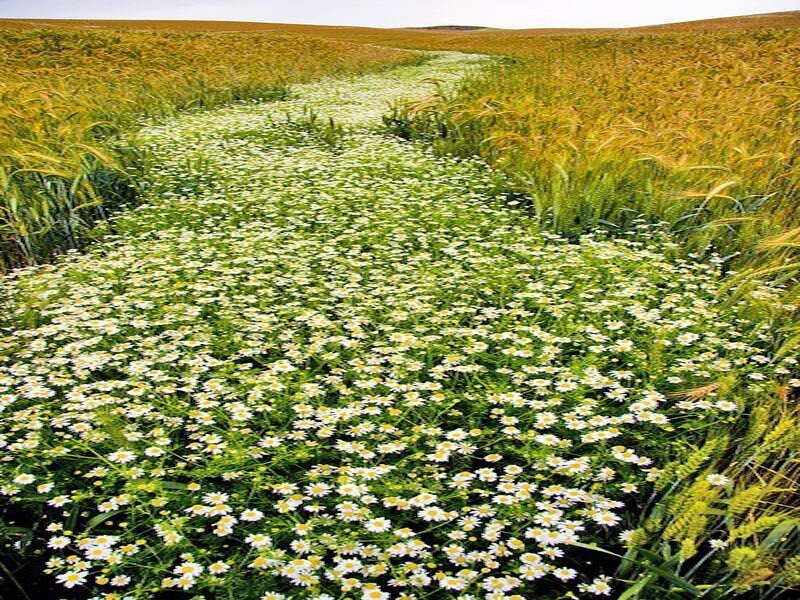 Daisy Field in Wheat