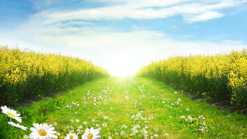 Daisy Field Path