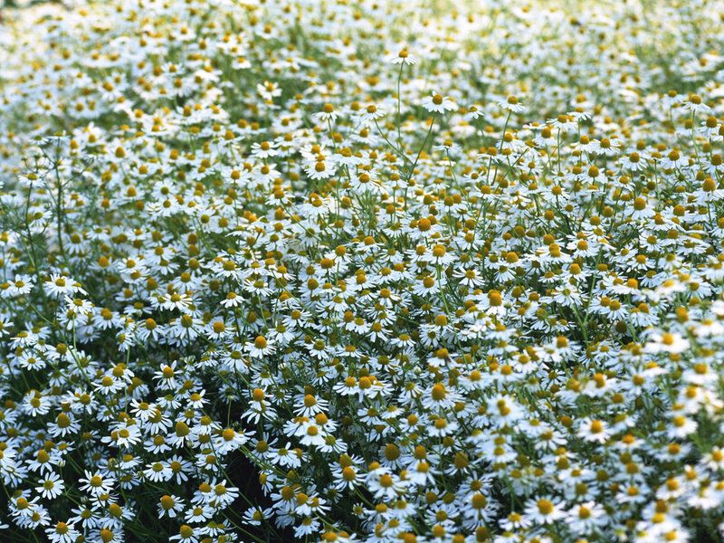 Daisy Field