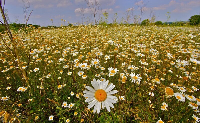 Daisy field under blue sky