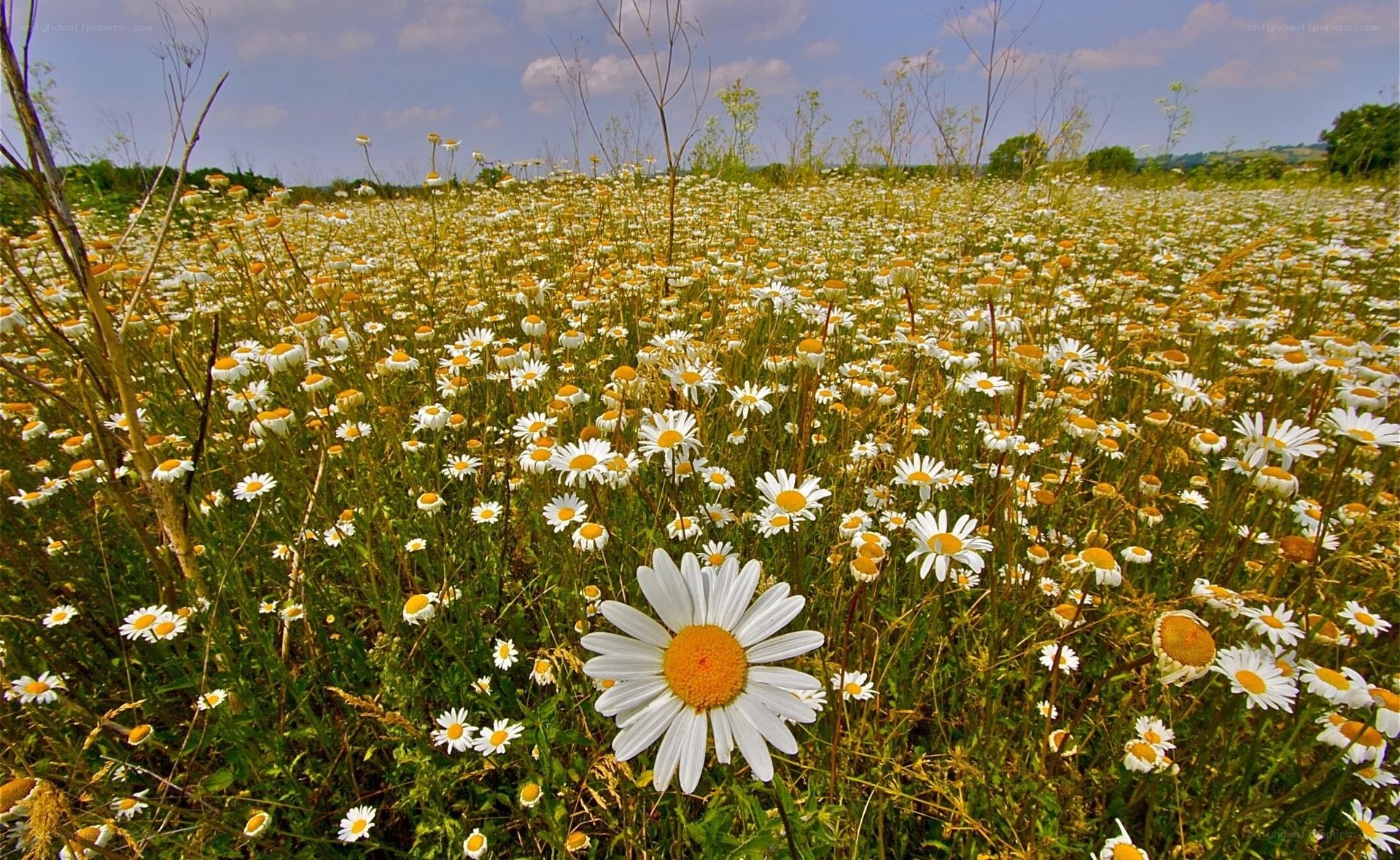 Daisy field under blue sky