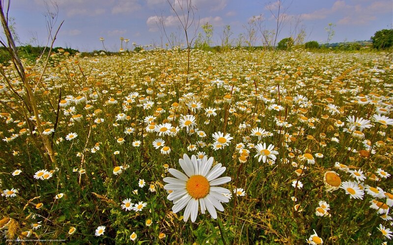 Daisy field under blue sky