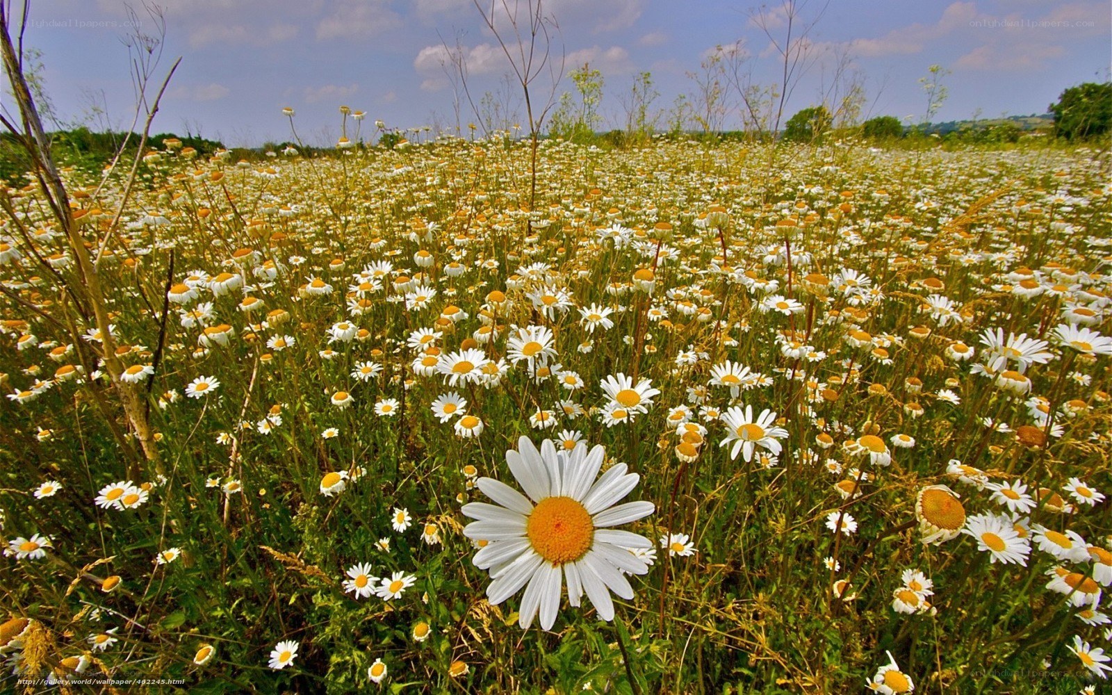 Daisy field under blue sky