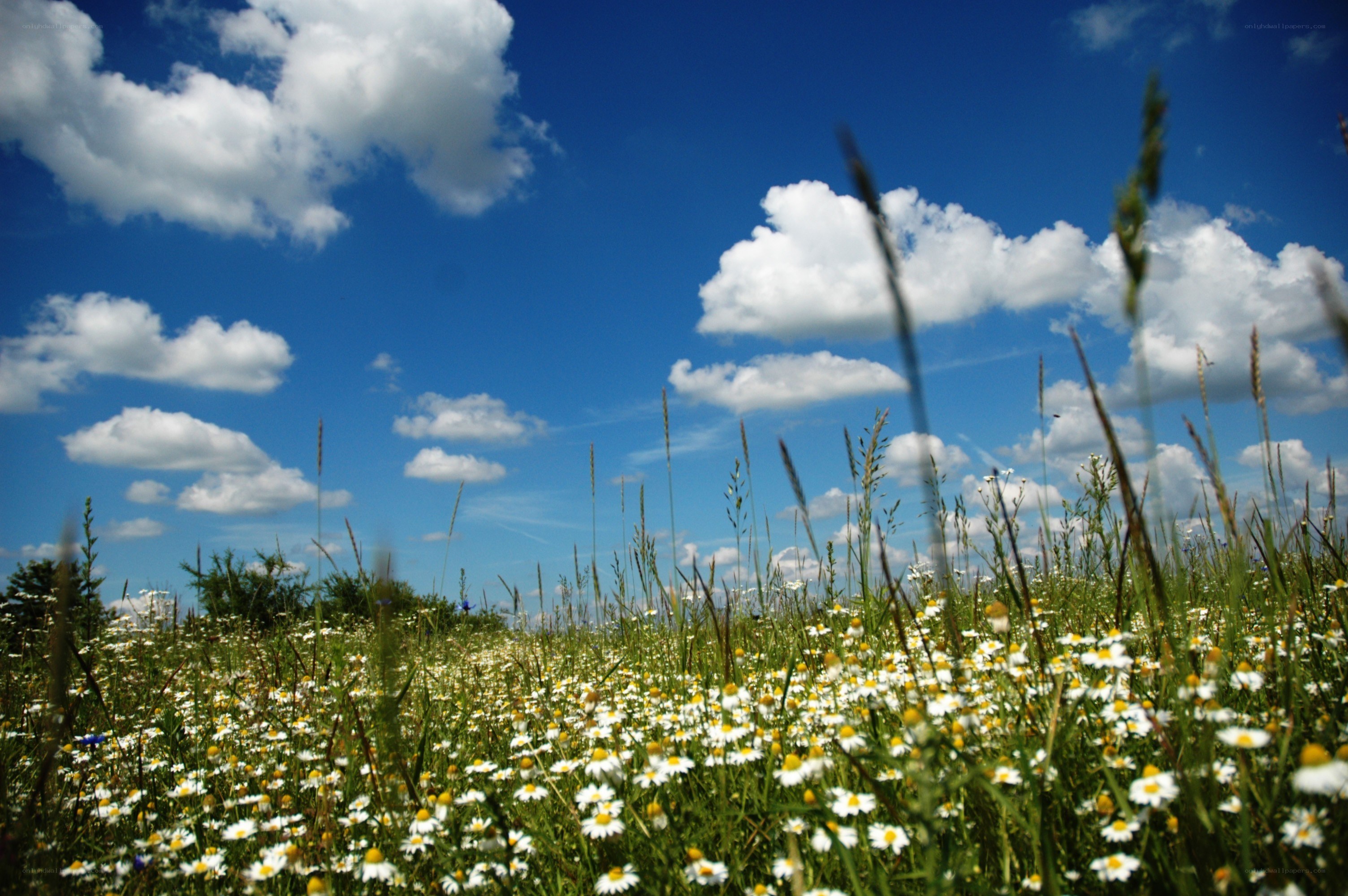 Daisy field under blue sky