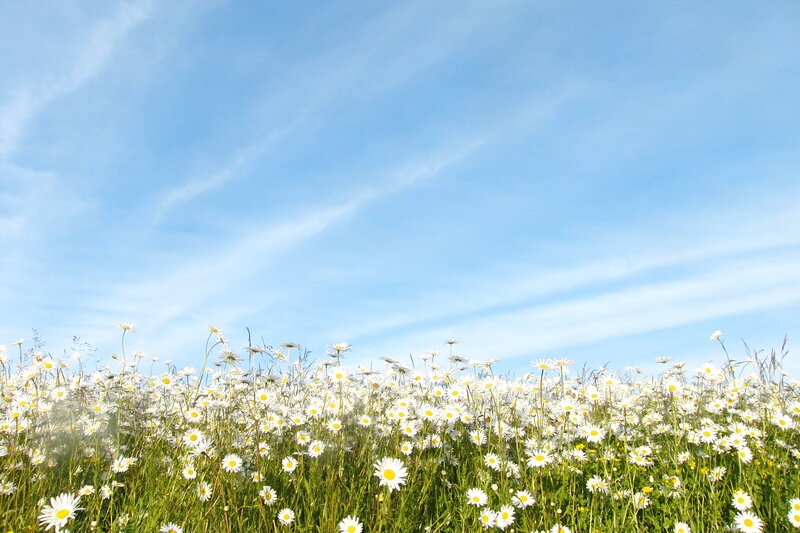Daisy Field under Blue Sky — Serene