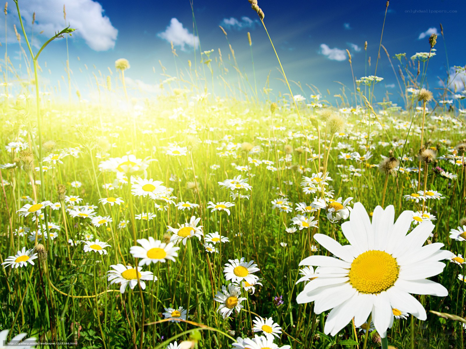 Daisy field under blue sky