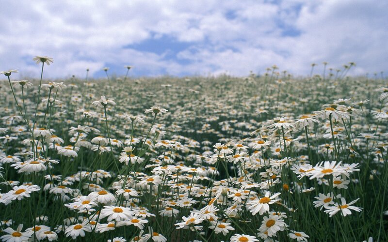 Daisy field under cloudy sky