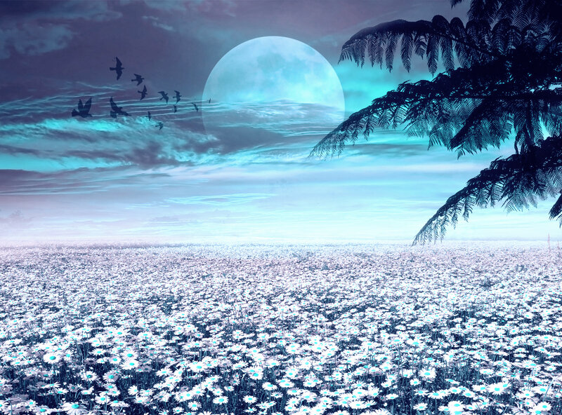 Daisy Field under Moon