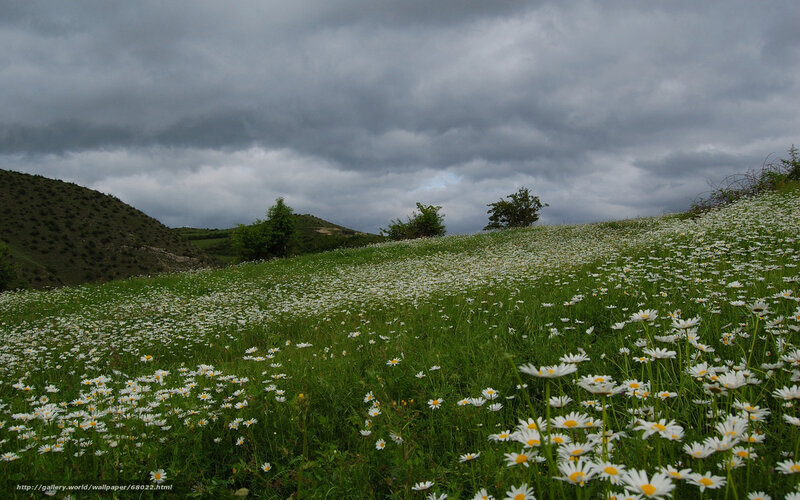 Daisy field under stormy sky