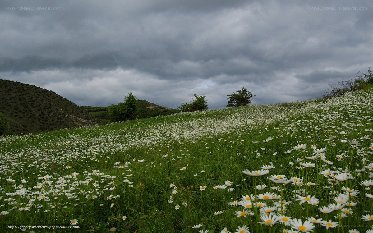 Daisy field under stormy sky