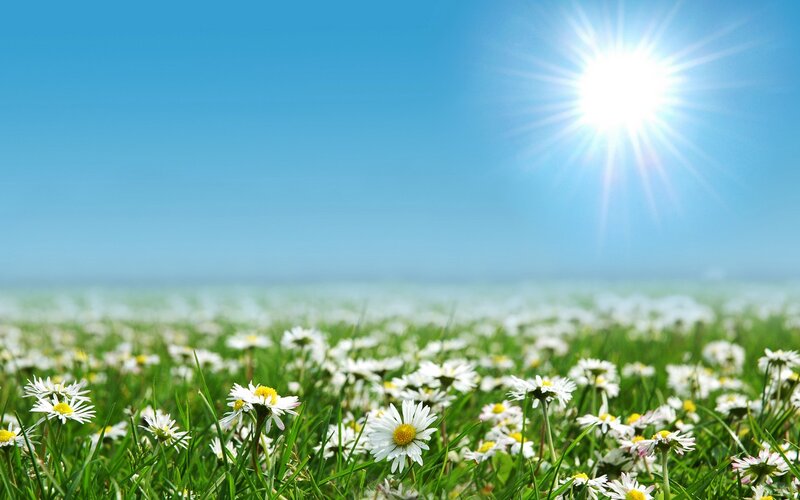 Daisy Field under Sun — Blue, Serene