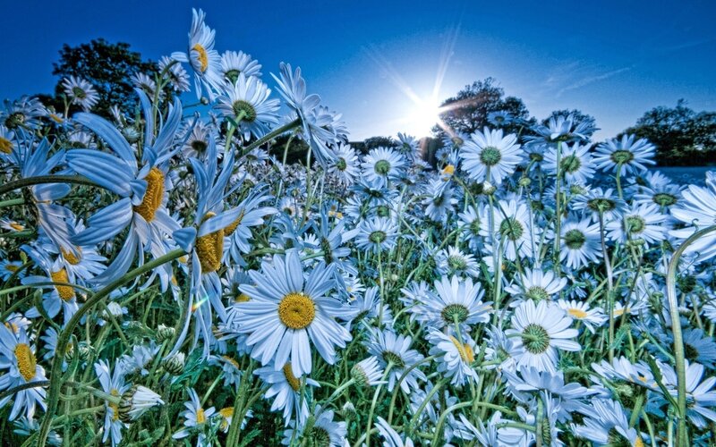 Daisy Field under Sun