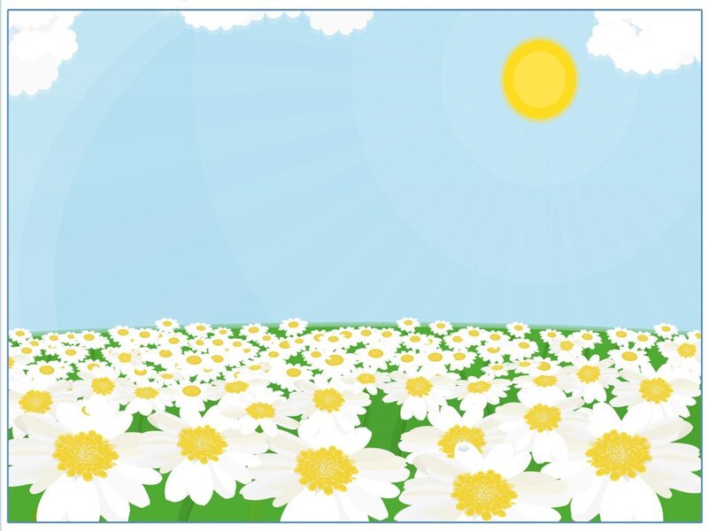 daisy field under sunny sky