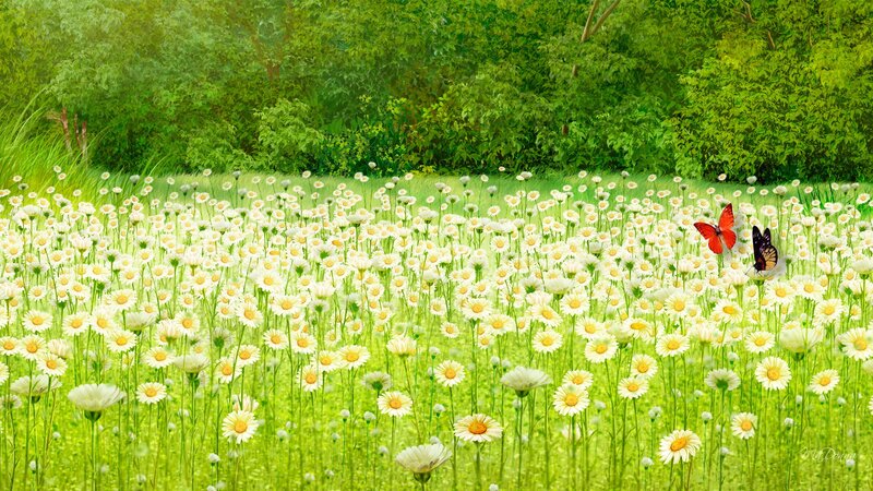 Daisy Field with Butterflies