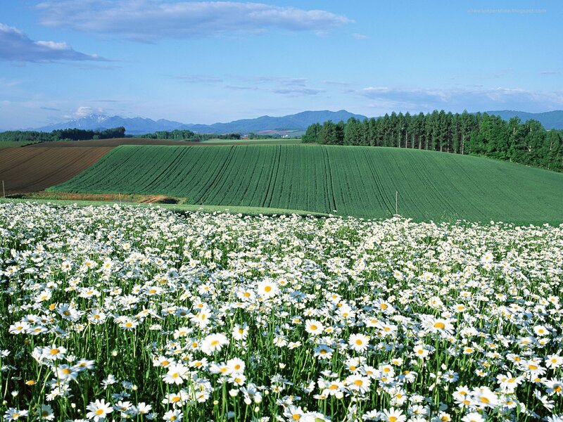 Daisy field with green hills