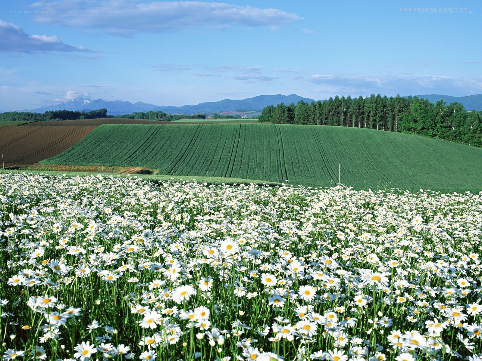 Daisy field with green hills