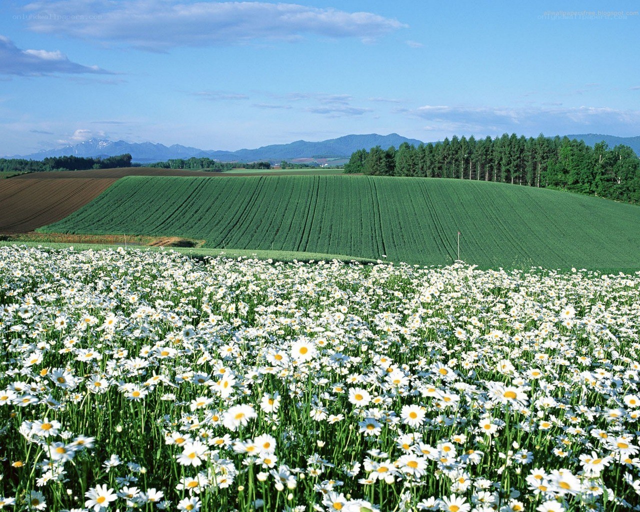 Daisy field with green hills