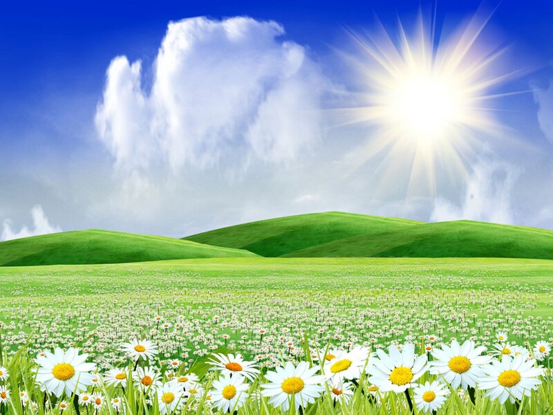 Daisy Field with Hills