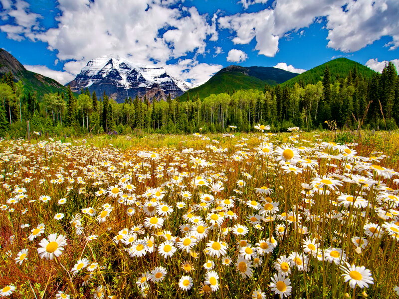 Daisy Field with Mountain