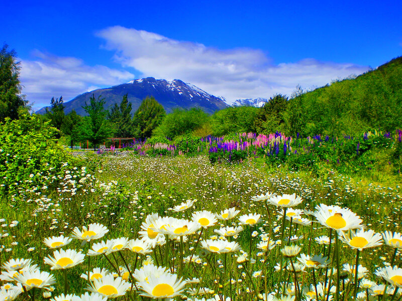 Daisy Field with Mountains — Blue