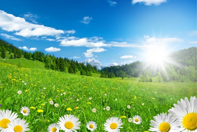Daisy Field with Mountains