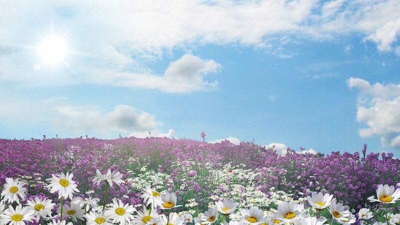 Daisy Field with Purple Flowers — Blue