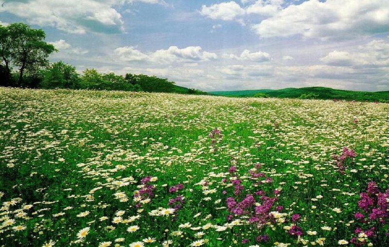 Daisy Field with Purple Flowers — Green